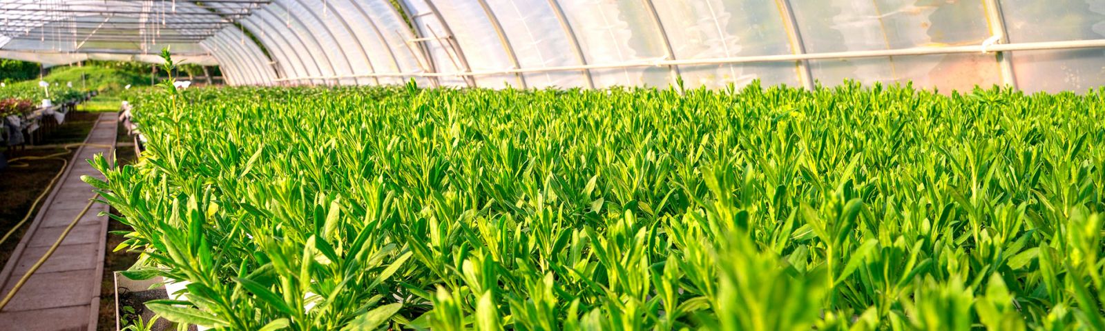 Venta de plantas en San Sebastián de los Reyes